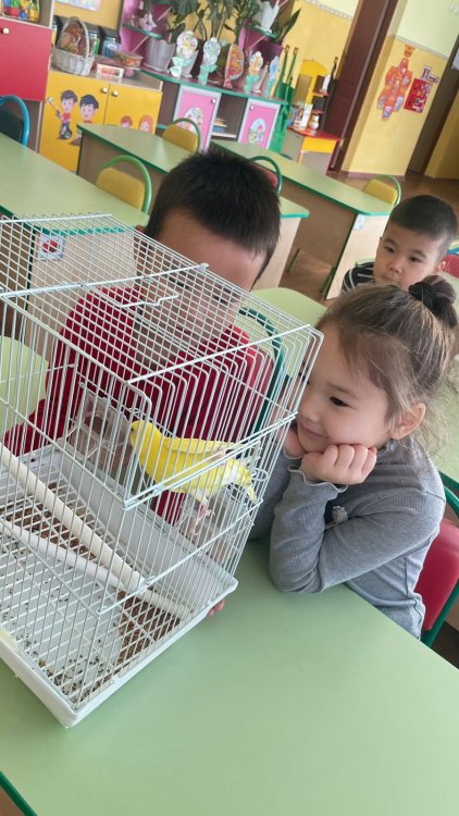 Мектеп жасына дейінгі балаларға экологиялық тәрбие беру әдістері